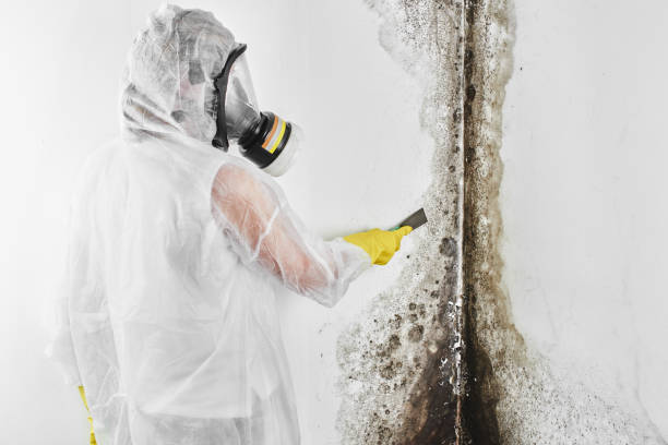Best Post-Remediation Services in Velva, ND