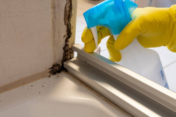 Best Mold Testing and Inspection Services in Velva, ND