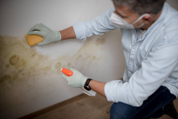 Best White Mold Remediation in Velva, ND