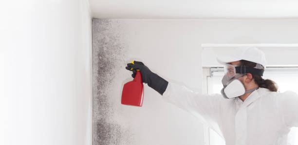 Professional Mold Remediation in Velva, ND