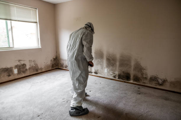 Best Black Mold Remediation in Velva, ND